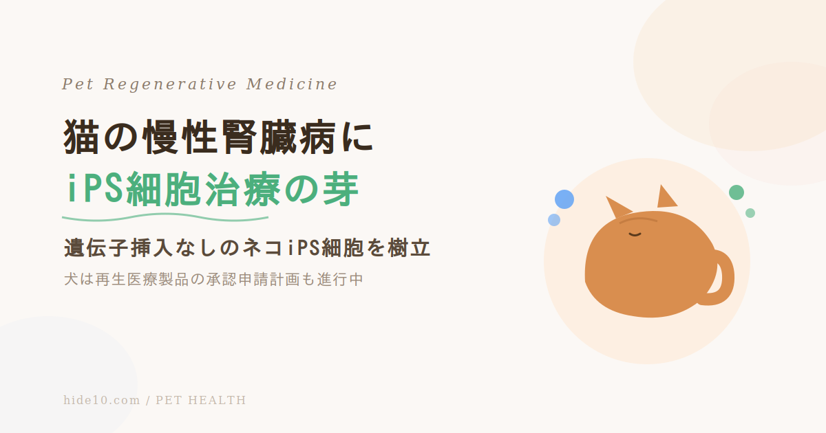 Featured image of post 猫の慢性腎臓病にiPS細胞治療の芽\u3000犬は再生医療製品の承認申請計画も