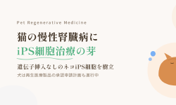 Featured image of post 猫の慢性腎臓病にiPS細胞治療の芽\u3000犬は再生医療製品の承認申請計画も
