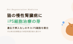 Featured image of post 猫の慢性腎臓病にiPS細胞治療の芽\u3000犬は再生医療製品の承認申請計画も