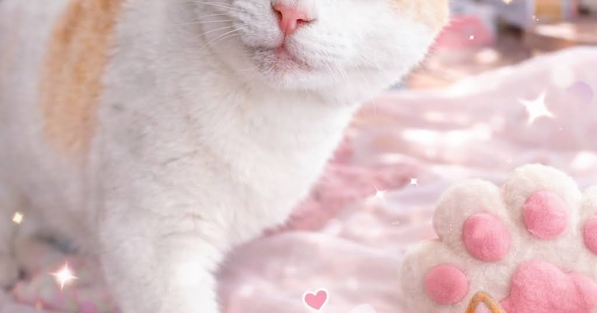 Featured image of post 【02月13日の写真日記】サスケの特等席とチャコのキラキラ化