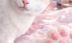 Featured image of post 【02月13日の写真日記】サスケの特等席とチャコのキラキラ化