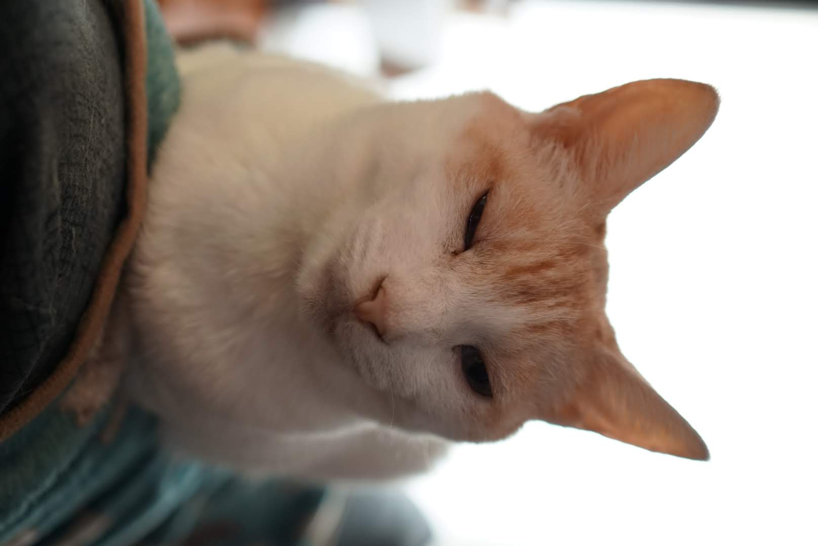 眠そうな表情のチャコ