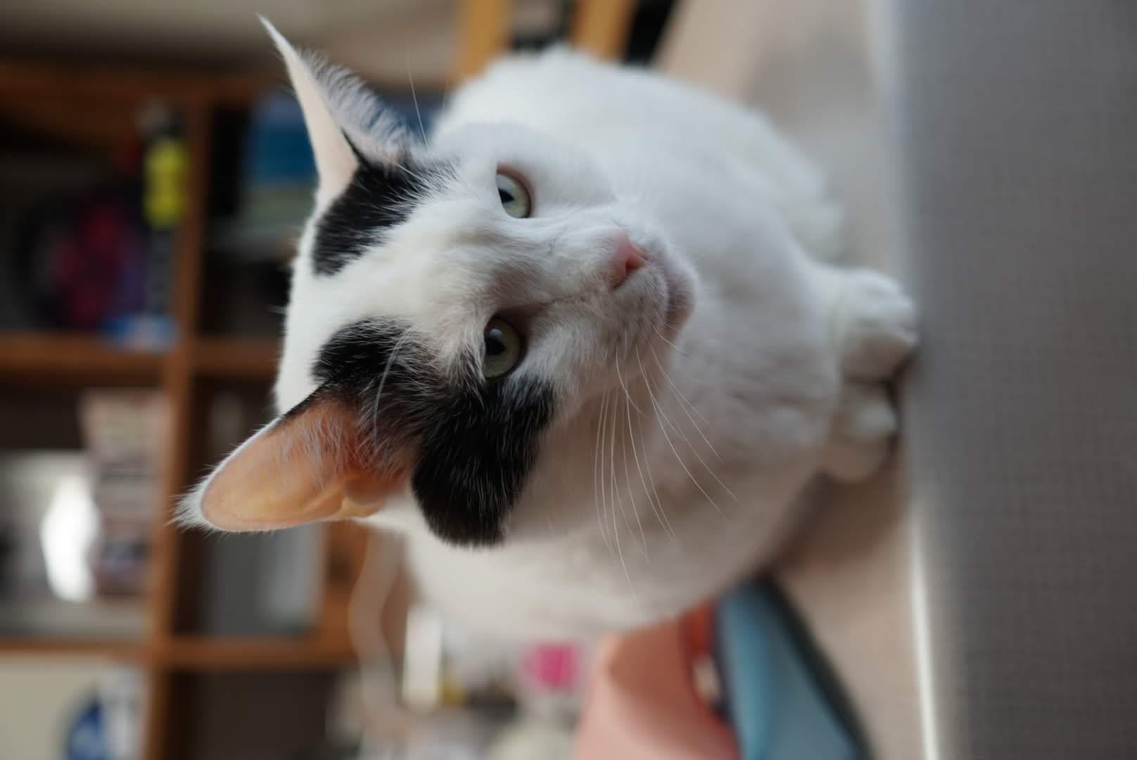 食卓の上でくつろぐサスケ