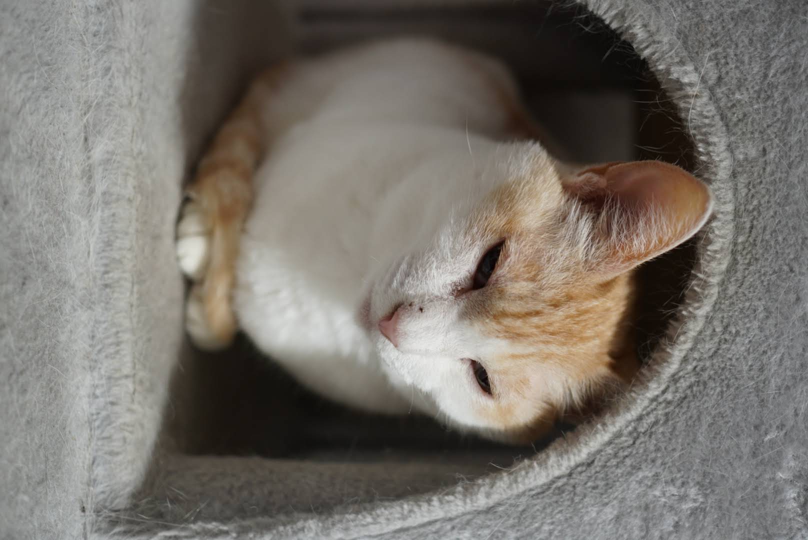 キャットタワーでくつろぐチャコ