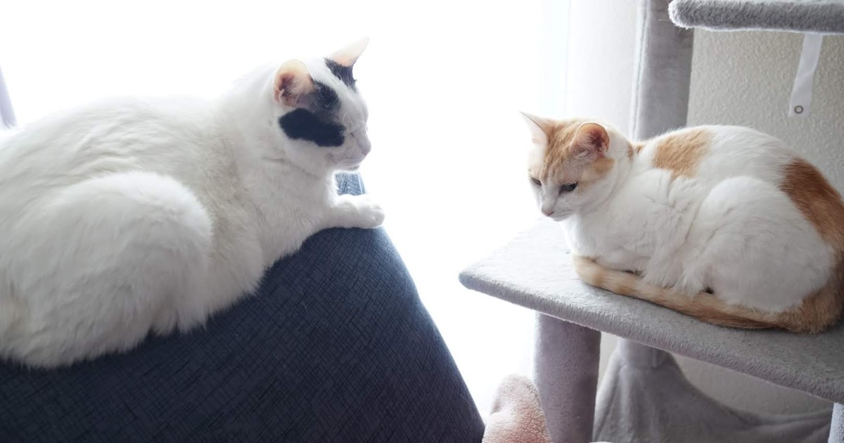 Featured image of post 【2月22日の写真日記】猫の日の2匹とグリーンビーンズと新公開