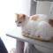 【2月22日の写真日記】猫の日の2匹とグリーンビーンズと新公開