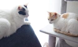 Featured image of post 【2月22日の写真日記】猫の日の2匹とグリーンビーンズと新公開