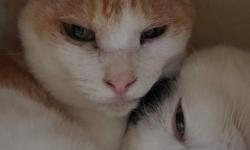 Featured image of post 【02月23日の写真日記】猫団子とDuolingo700日とバック・イン・ブラック