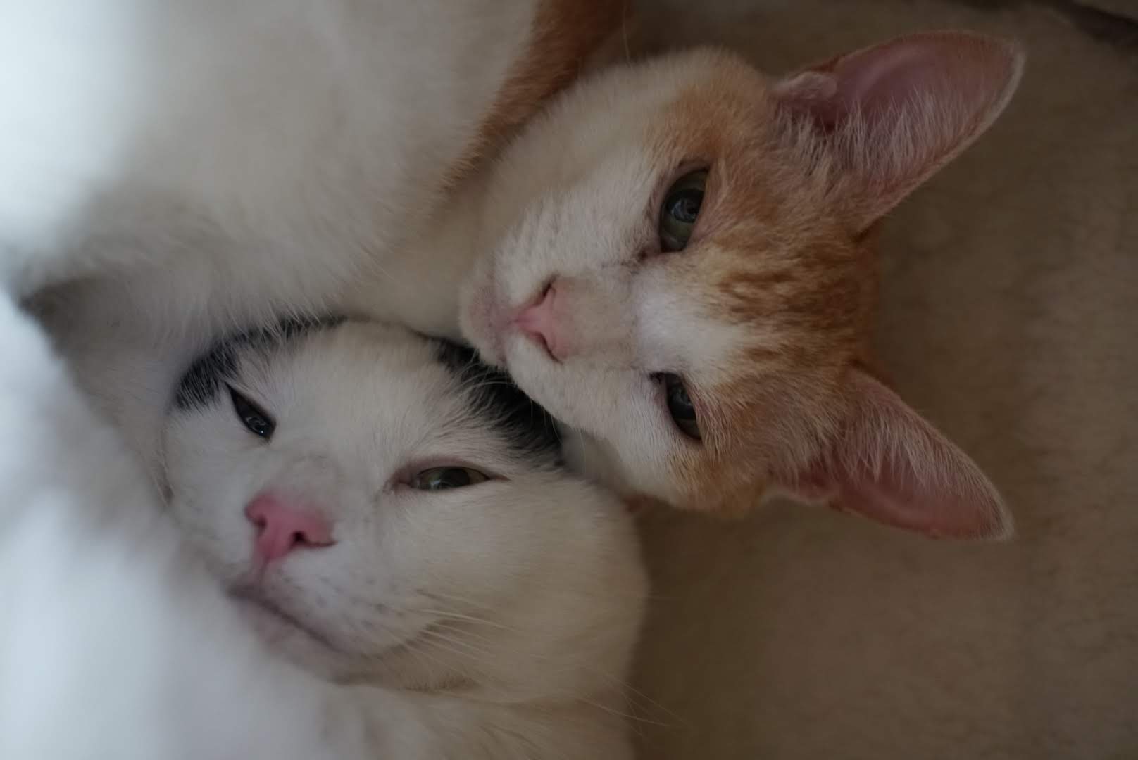 キャットタワーで寄り添うチャコとサスケ