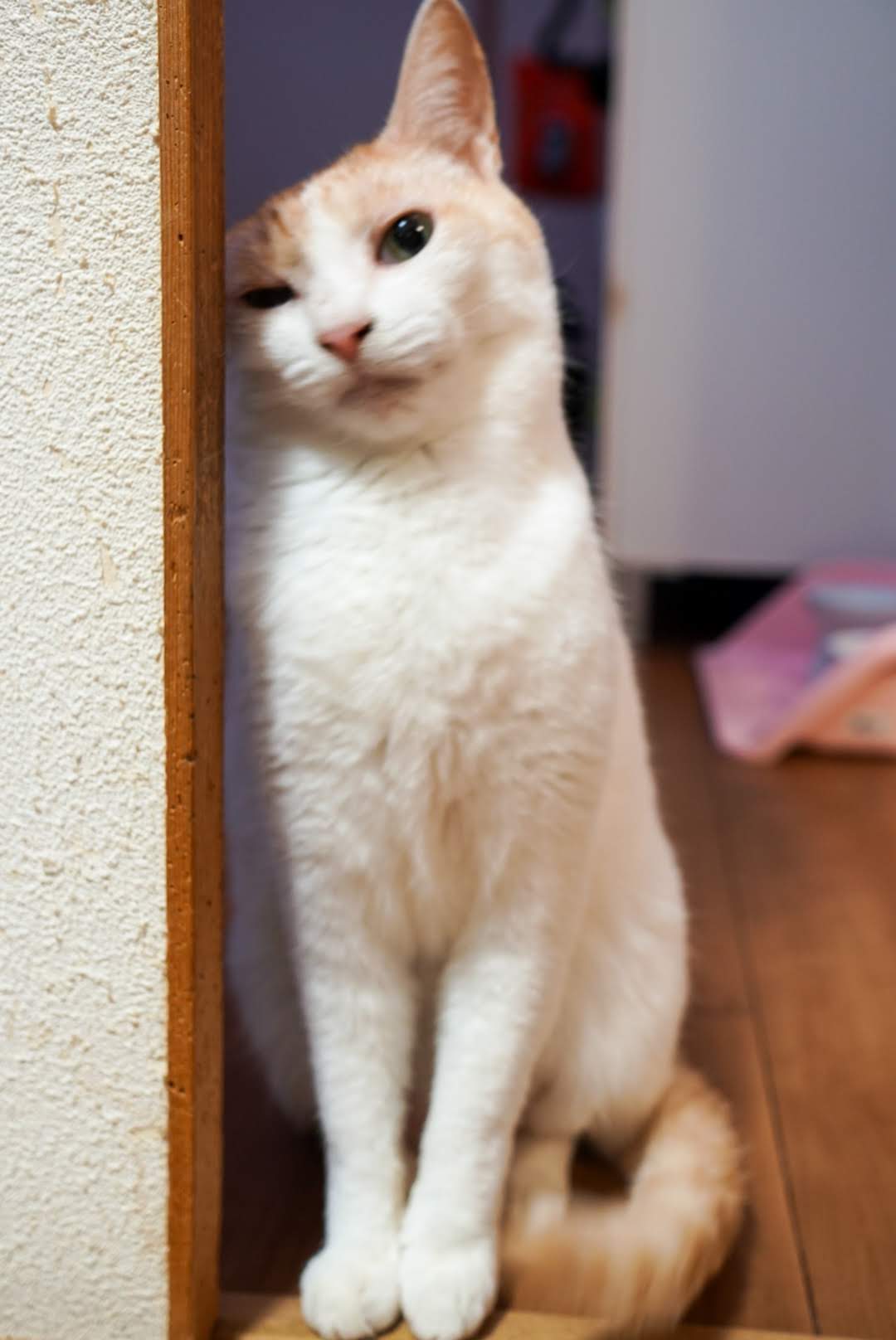 こちらを見ながら可愛いアピールをするチャコちゃん