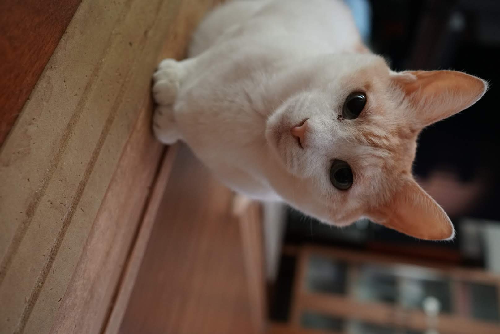可愛らしい目線のチャコちゃん