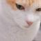 【03月01日の写真日記】AI猫と町田駅とモンスター・ペアレント