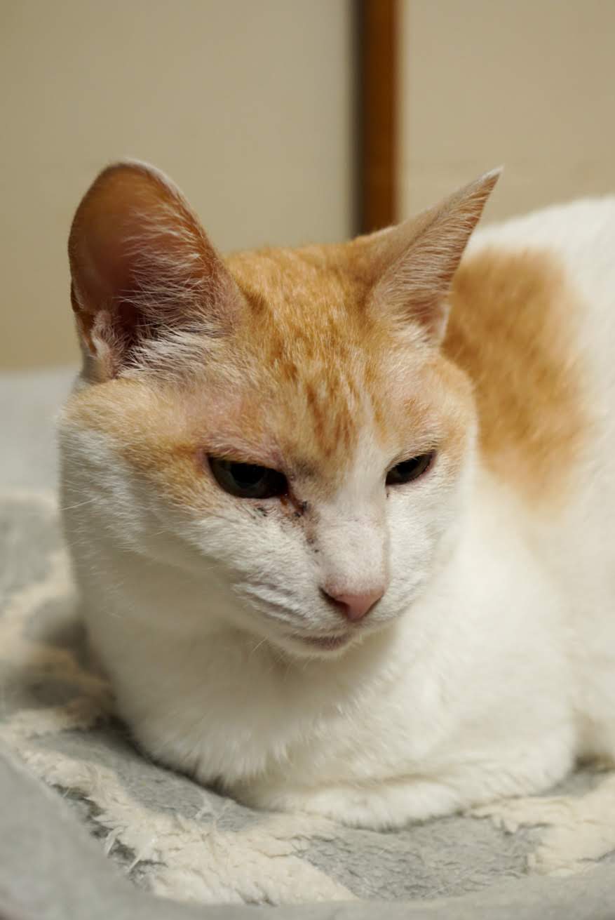 猫ベッドでくつろぐチャコ