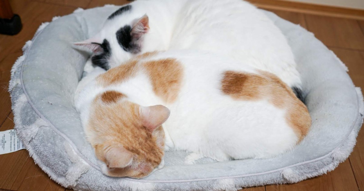 Featured image of post 【03月03日の写真日記】サスケとチャコの猫ベッドと焼きおにぎり