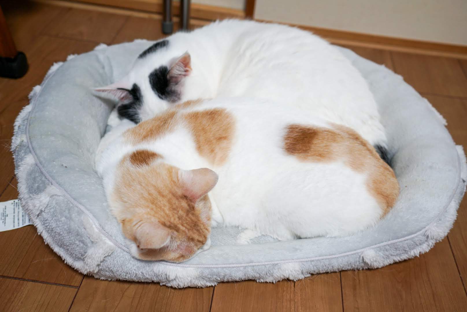 猫ベッドで一緒に寝るサスケとチャコ