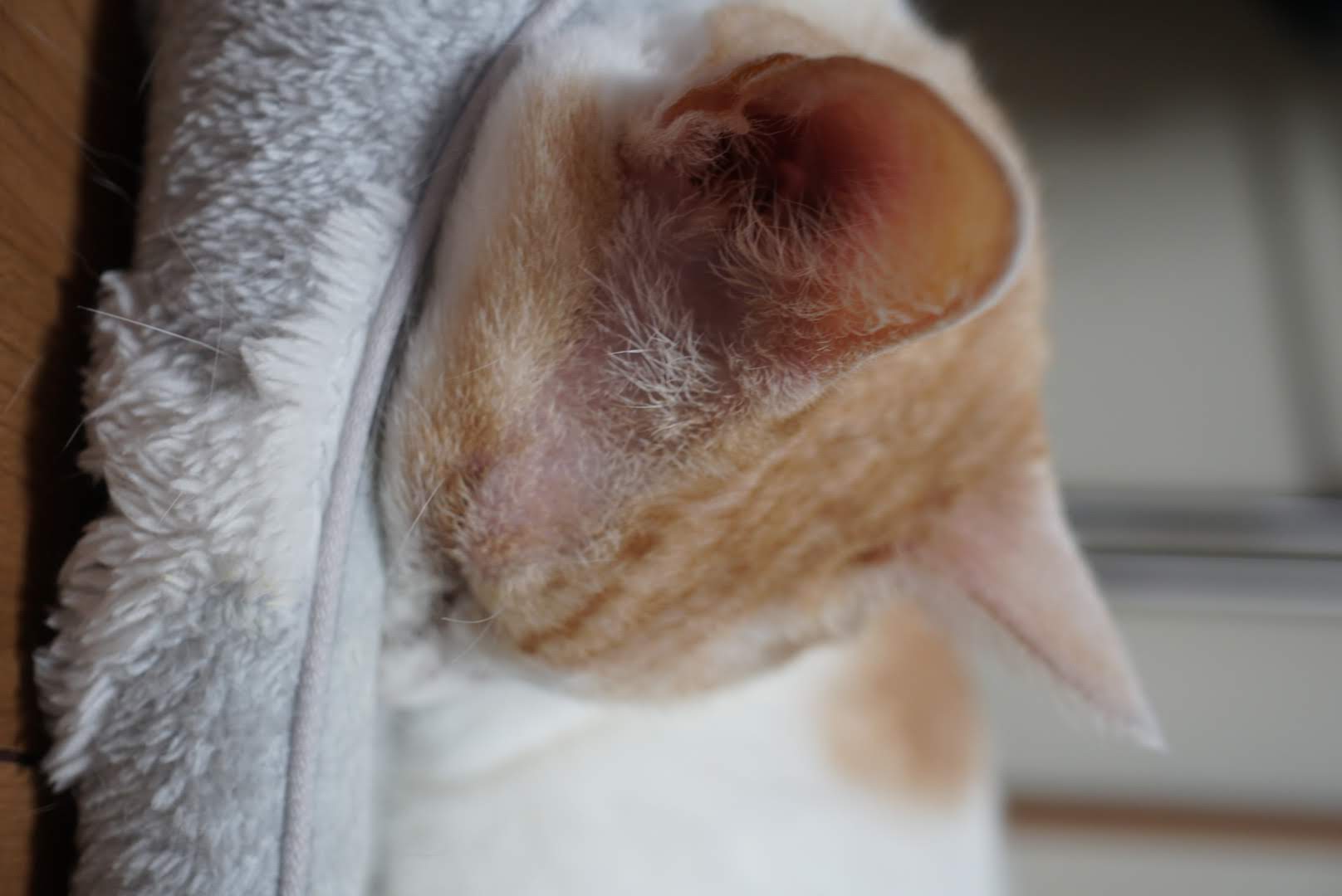 猫ベッドのフチを枕にして寝るチャコ