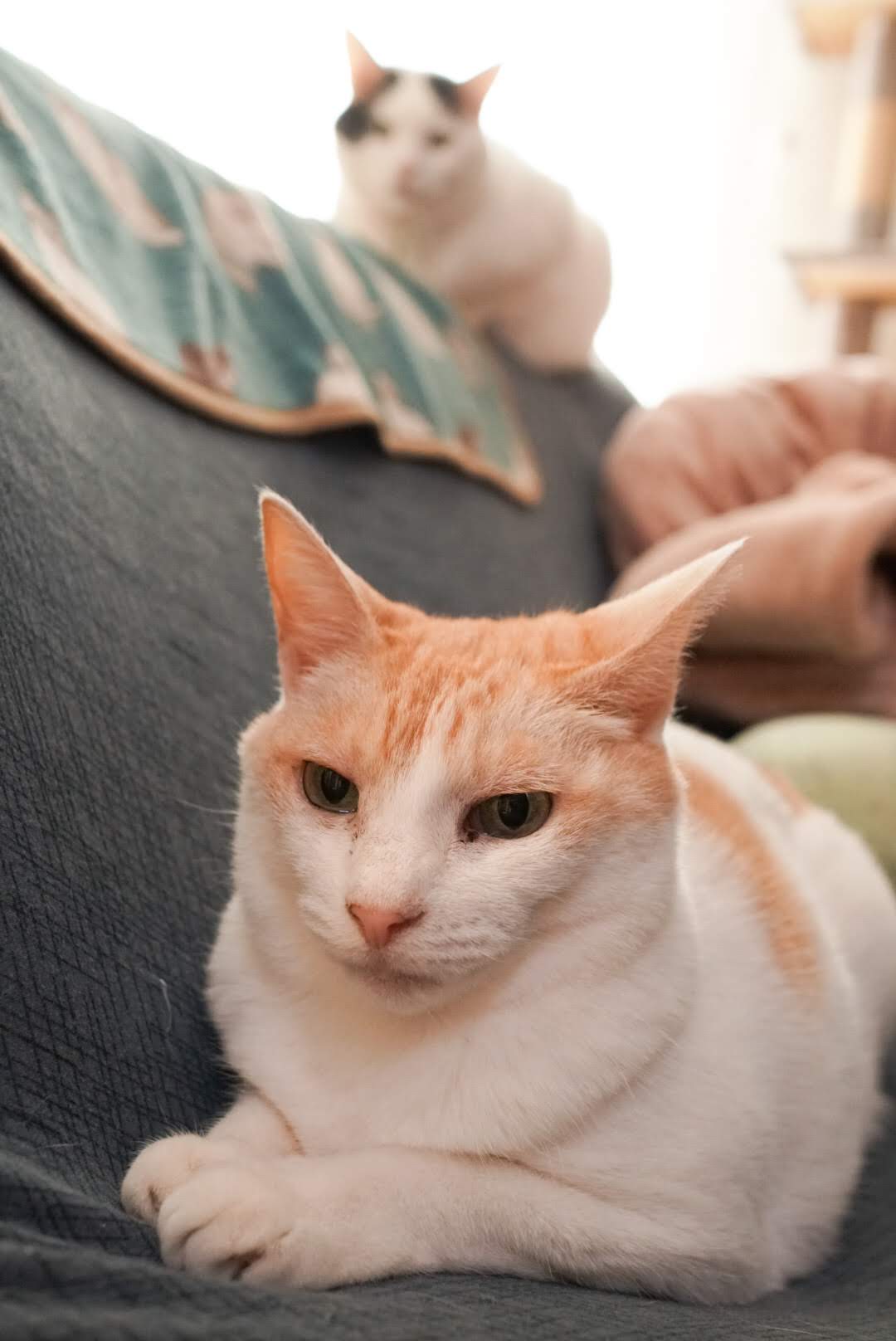 その下でまったりするチャコちゃん