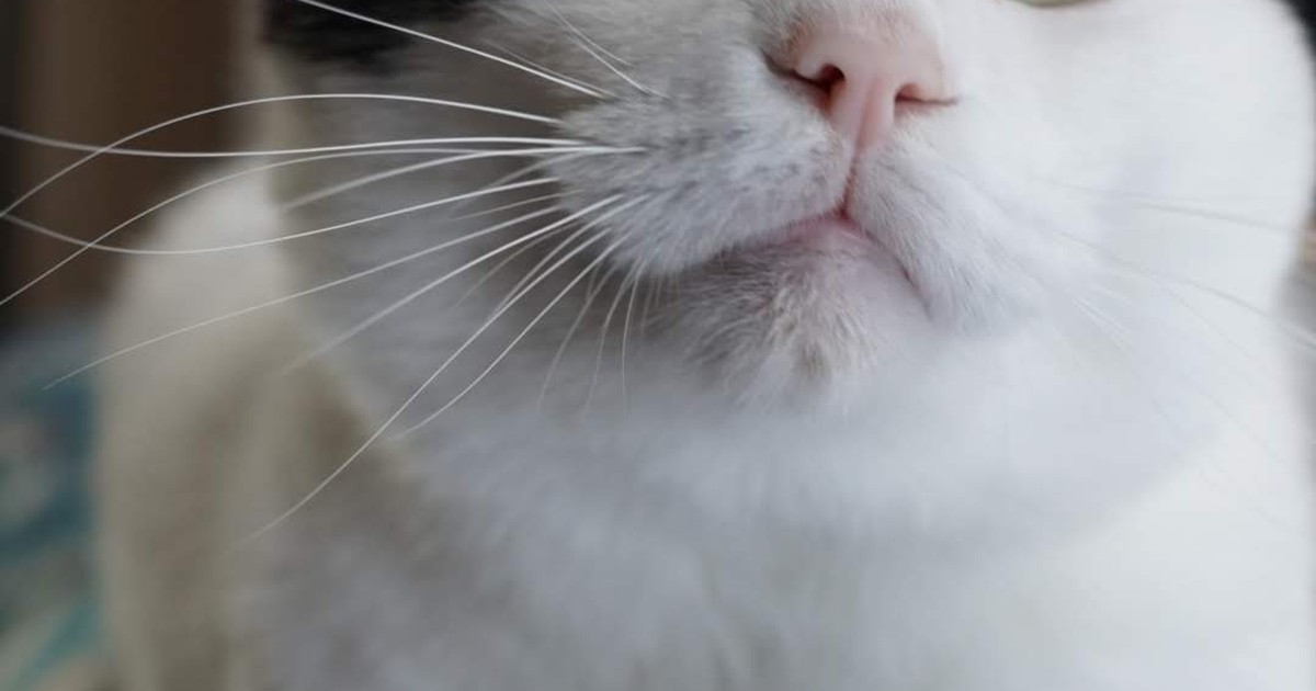 Featured image of post 【03月05日の写真日記】キリッ顔サスケと、目やに除去チャコの違和感