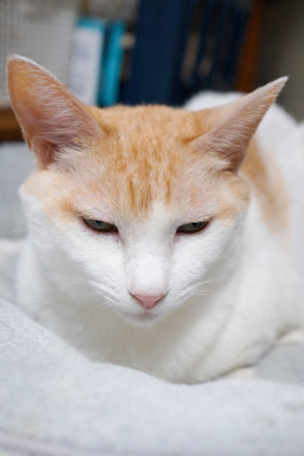 目やにだけ消したあとのチャコ、なんか違う