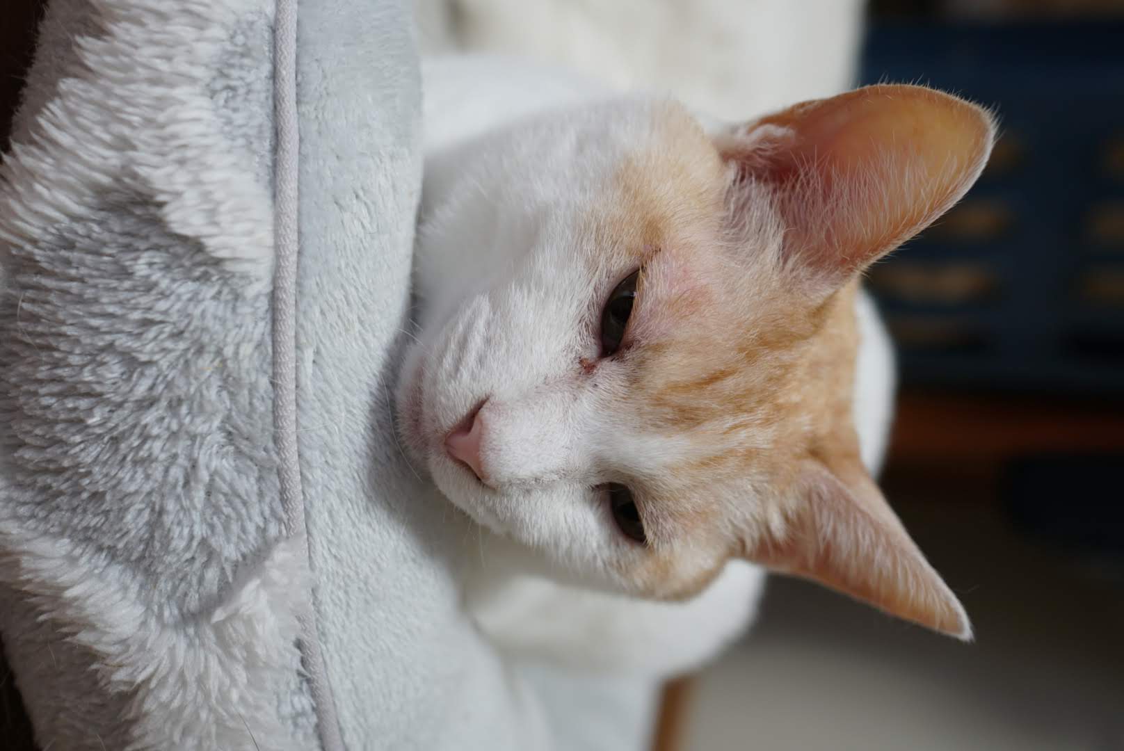 猫ベッドでくつろぐチャコ
