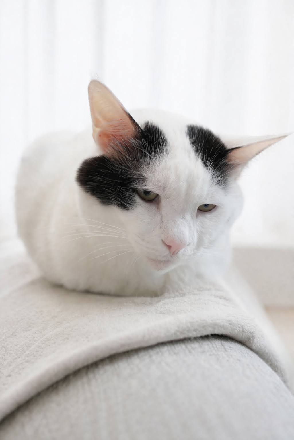 いつものソファで丸くくつろぐサスケ
