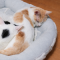 【3月26日の写真日記】お尻を枕にして眠るサスケとごきげんなチャコ