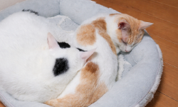 Featured image of post 【3月26日の写真日記】お尻を枕にして眠るサスケとごきげんなチャコ