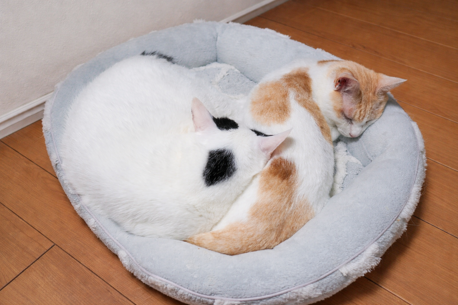 チャコのお尻を枕にして昼寝するサスケ
