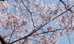 Featured image of post 【3月28日の写真日記】サスケとさくらまつりとオリジン弁当
