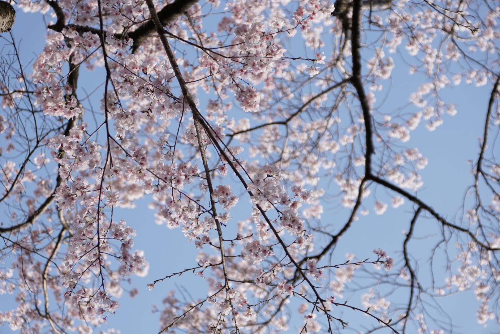 町田さくらまつり・尾根緑道の桜はまだ三分咲き