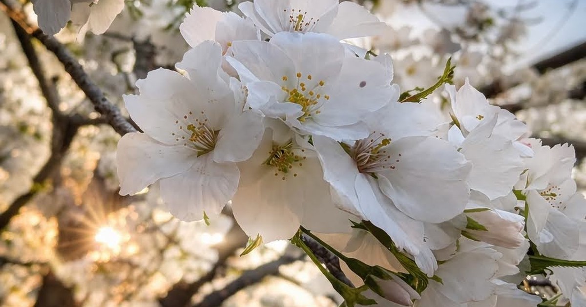 Featured image of post 【03月29日の写真日記】メタラジフェスとトラブル続きの一日