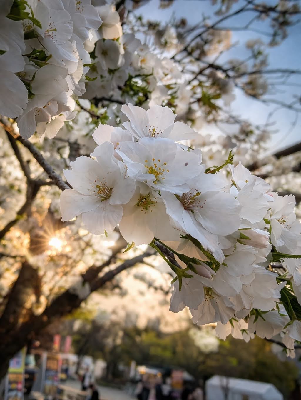 夕暮れ時の桜
