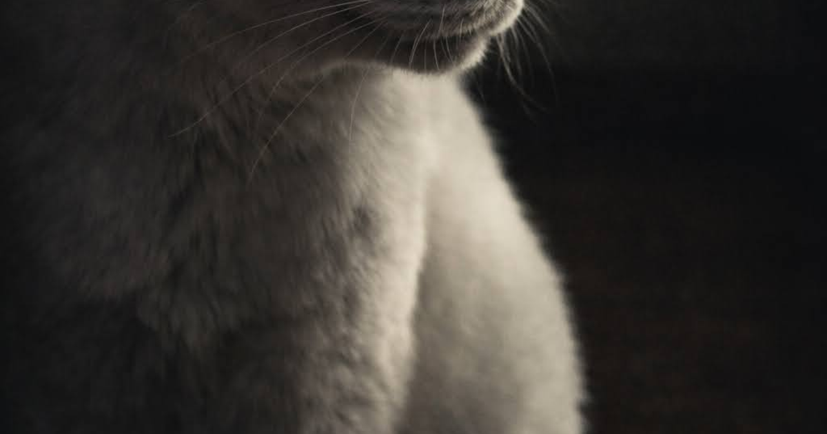 Featured image of post 【4月1日の写真日記】しぶいサスケとかわいいチャコとミニハンバーグ