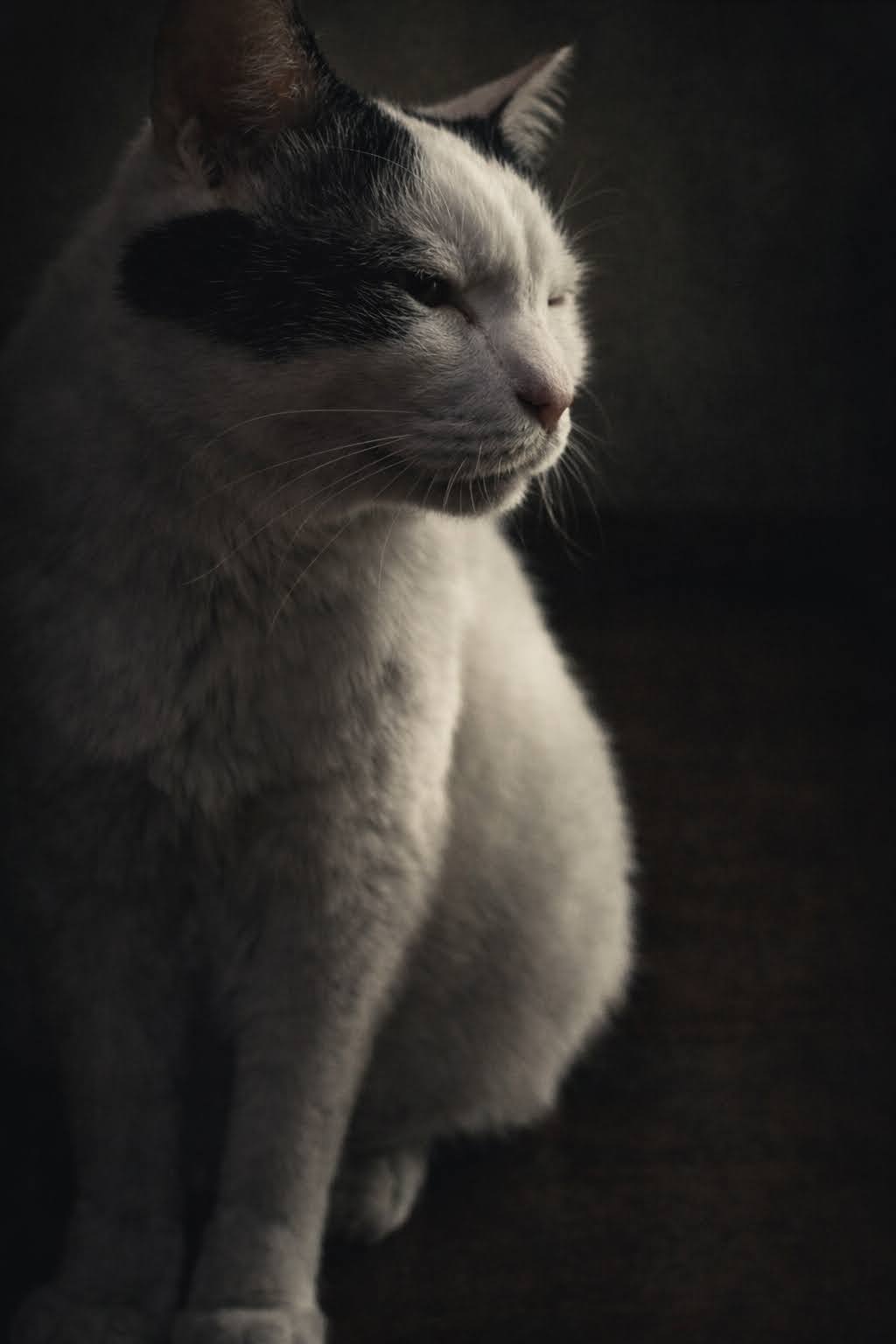 しぶいサスケくん