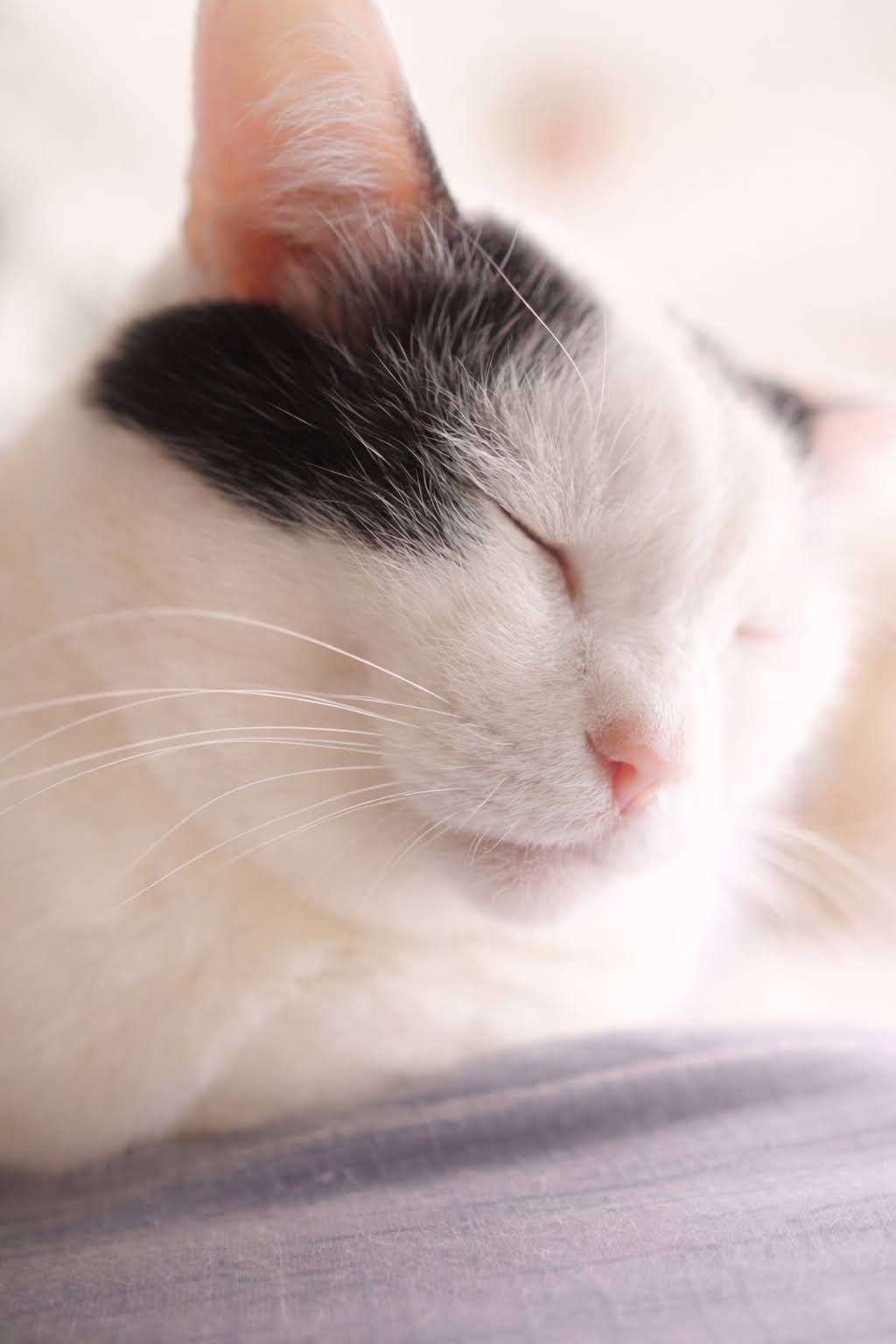 抜群の表情を見せるサスケくん