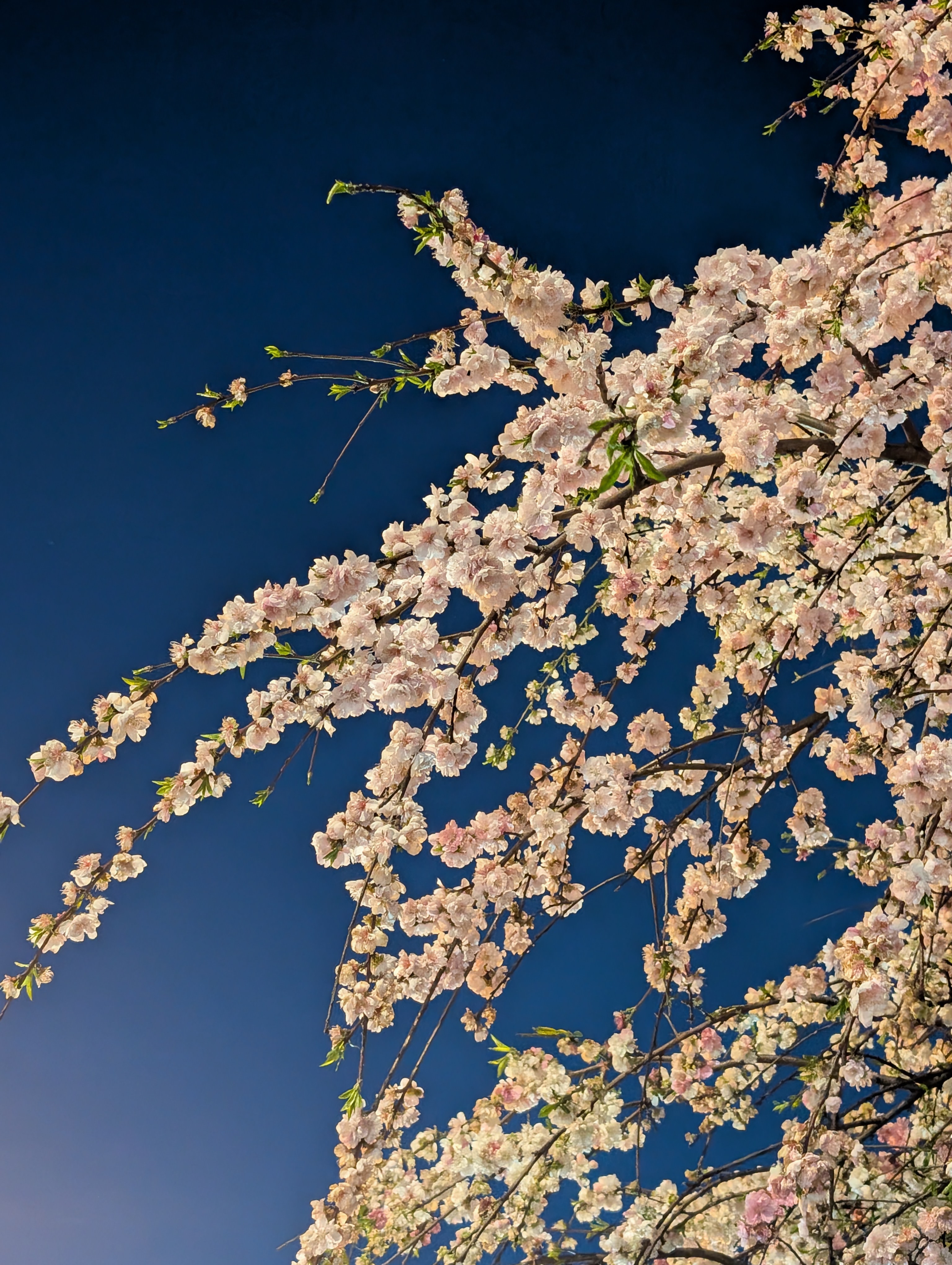 散歩道の夜桜