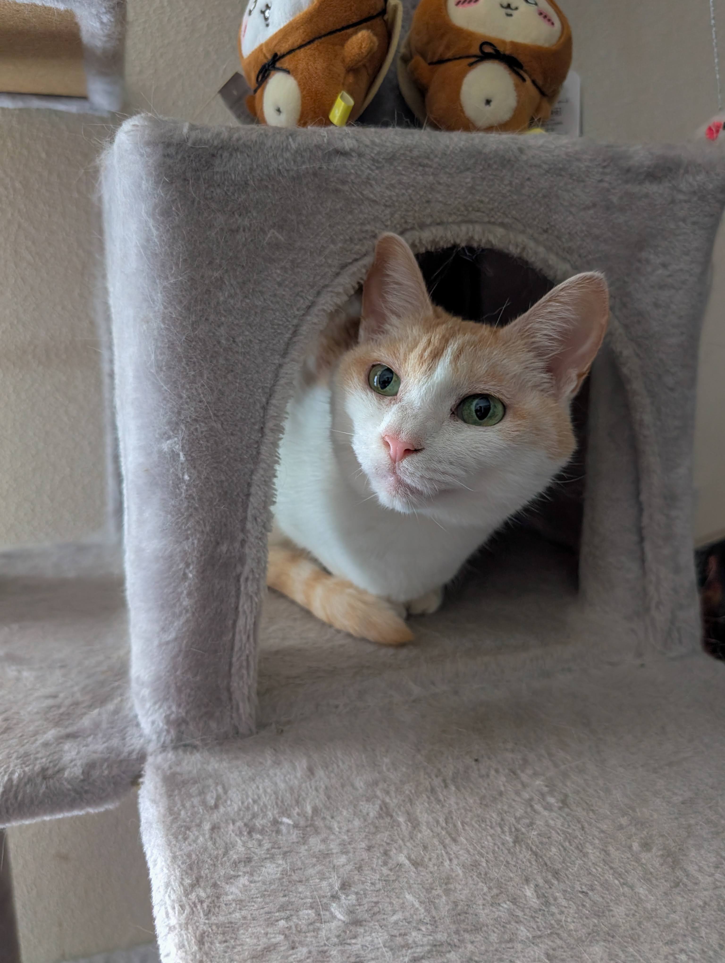 キャットタワーの小部屋でくつろぐチャコちゃん