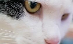 Featured image of post 【4月14日の写真日記】サスケのピンク鼻とチャコの横顔とDuolingo750日