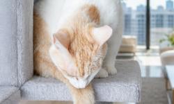 Featured image of post 【4月21日の写真日記】書類に乗るサスケと尻尾のきれいなチャコとカレー風味ピカタ