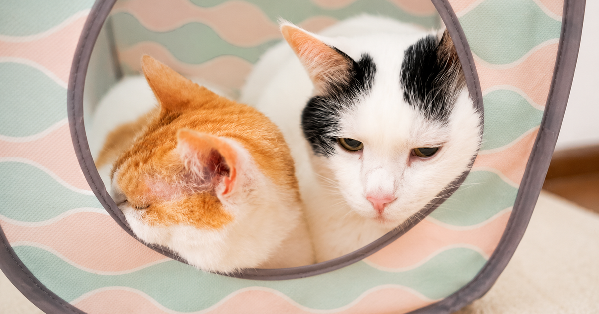 Featured image of post 【4月23日の写真日記】キャットボックスと八丈島バター
