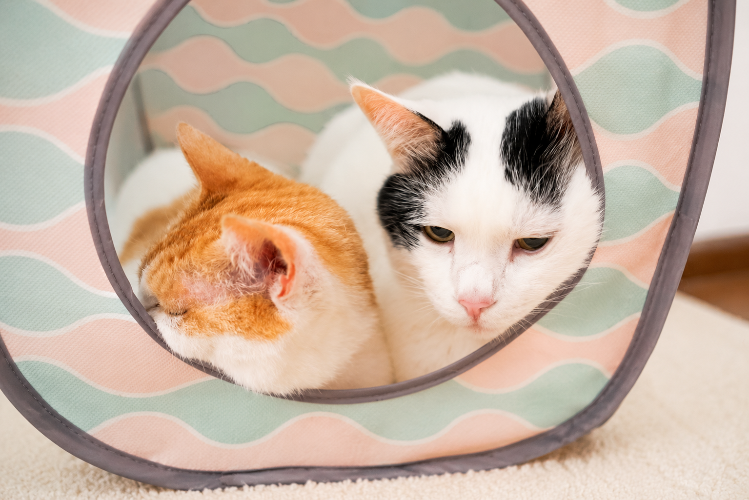 二人でキャットボックスに入ってくつろぐチャコとサスケ
