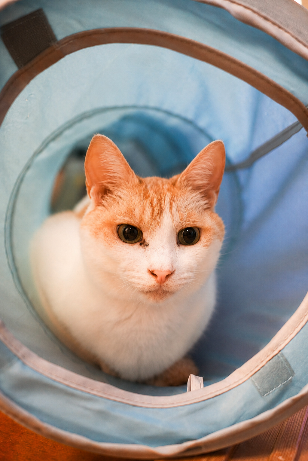 キャットトンネルから見つめるチャコ
