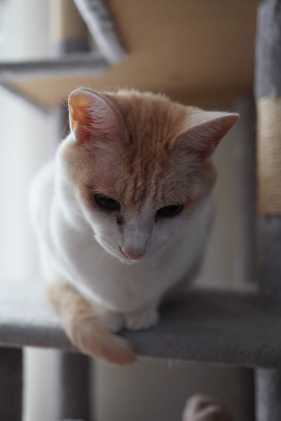 キャットタワーから見下ろすチャコちゃん