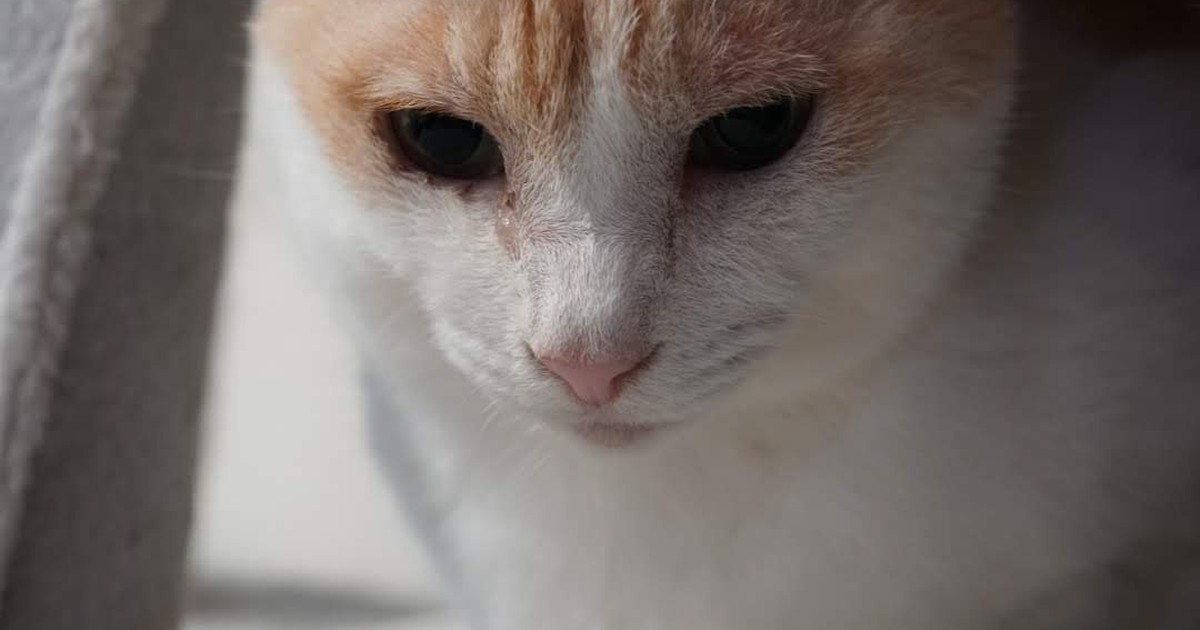 Featured image of post 【4月30日の写真日記】ちょこんと佇むチャコと2日目のタケノコ鶏そぼろ