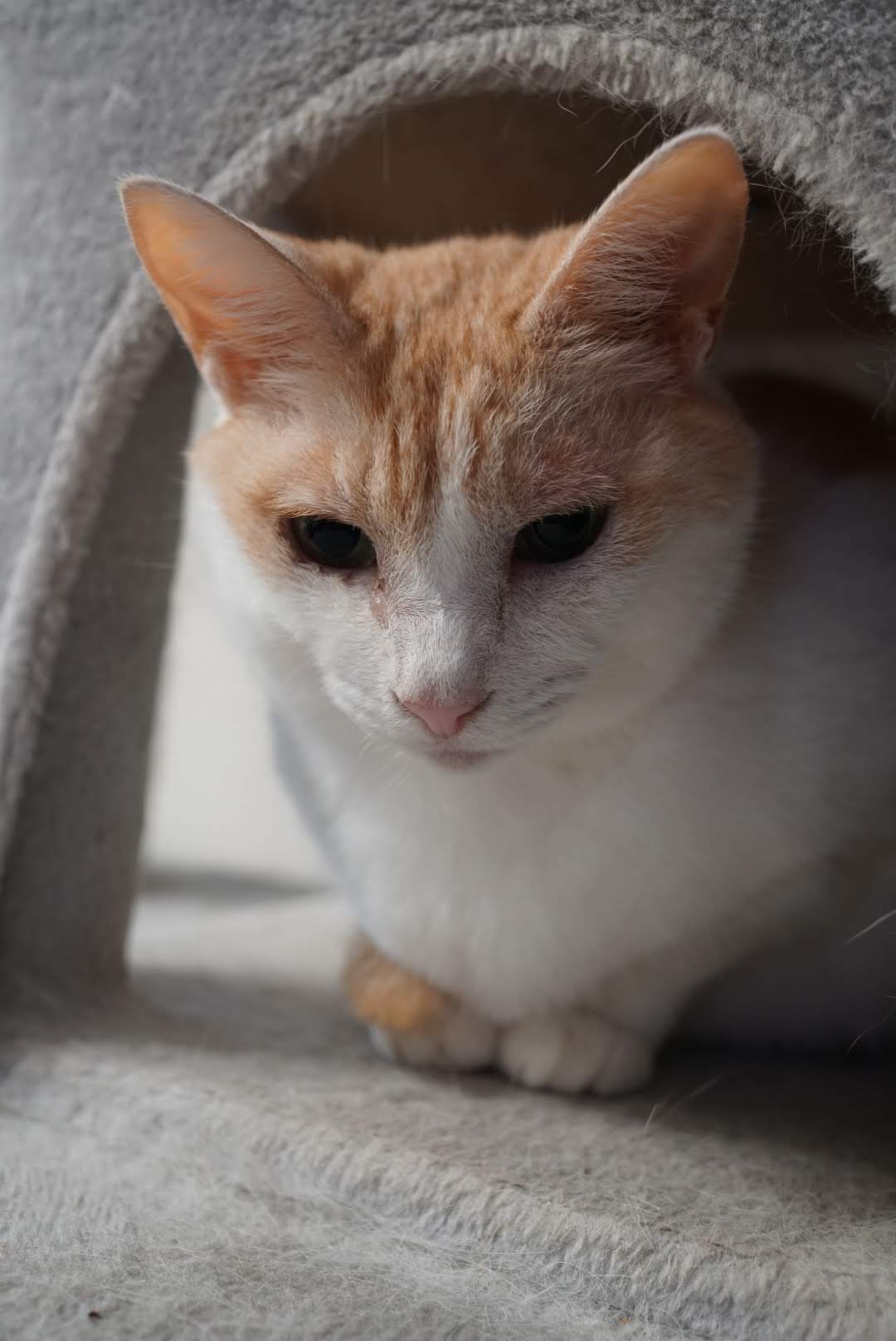 キャットタワーにちょこんと佇むチャコちゃん