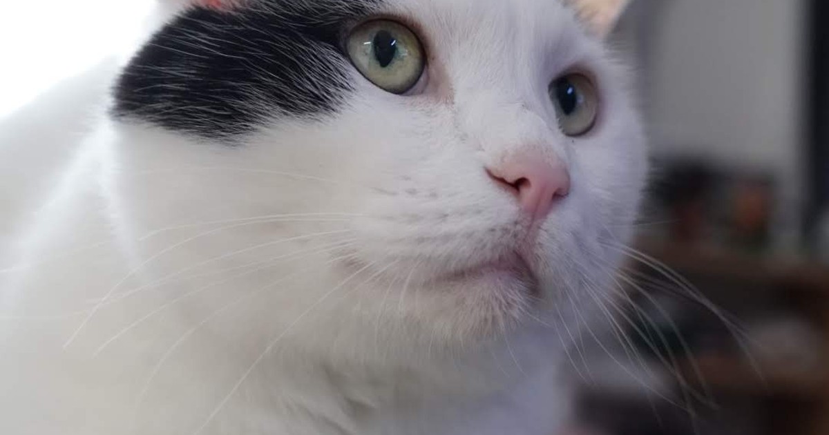 Featured image of post 【5月6日の写真日記】未来を見つめるサスケと飼い主に同情するチャコとGW最終日のスシローとAI生成した俺の部屋