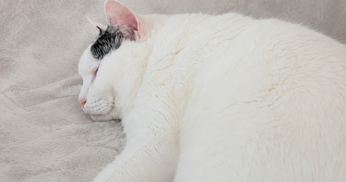 Featured image of post 【5月13日の写真日記】足元で眠るサスケとオニオンツナサラダ