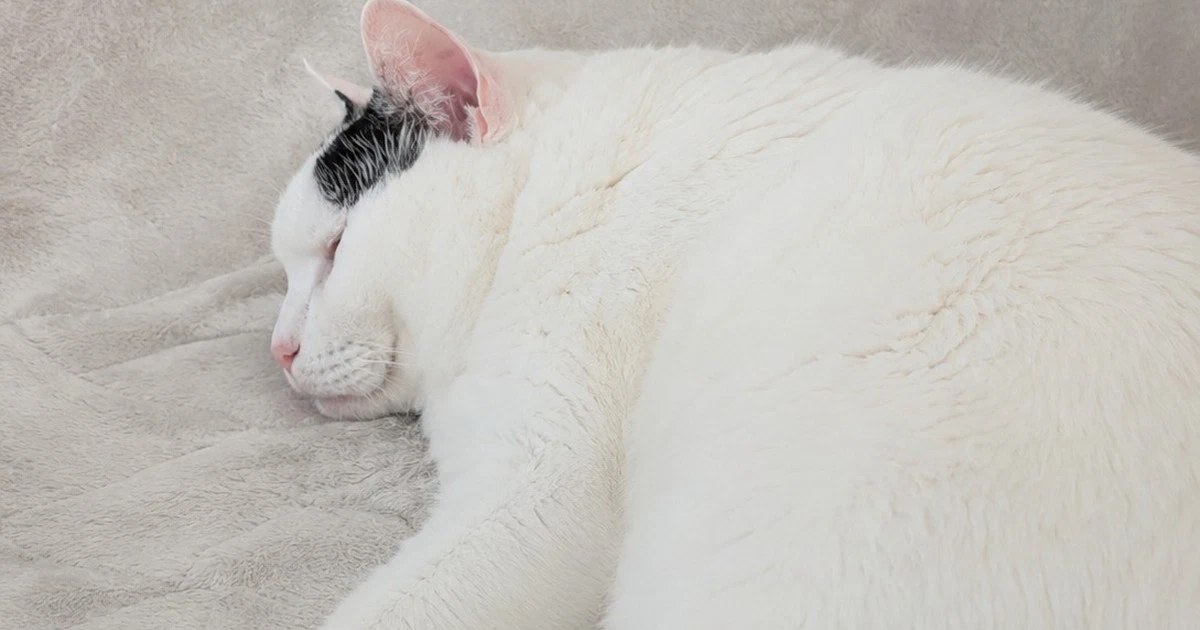 Featured image of post 【5月13日の写真日記】足元で眠るサスケとオニオンツナサラダ