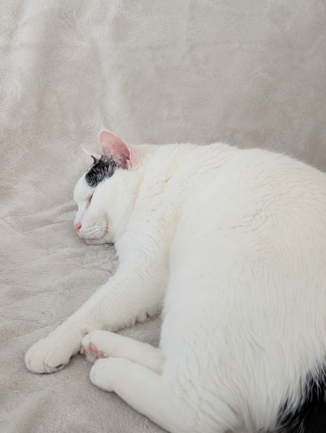 ベッドの上で丸くなって眠る白猫のサスケ