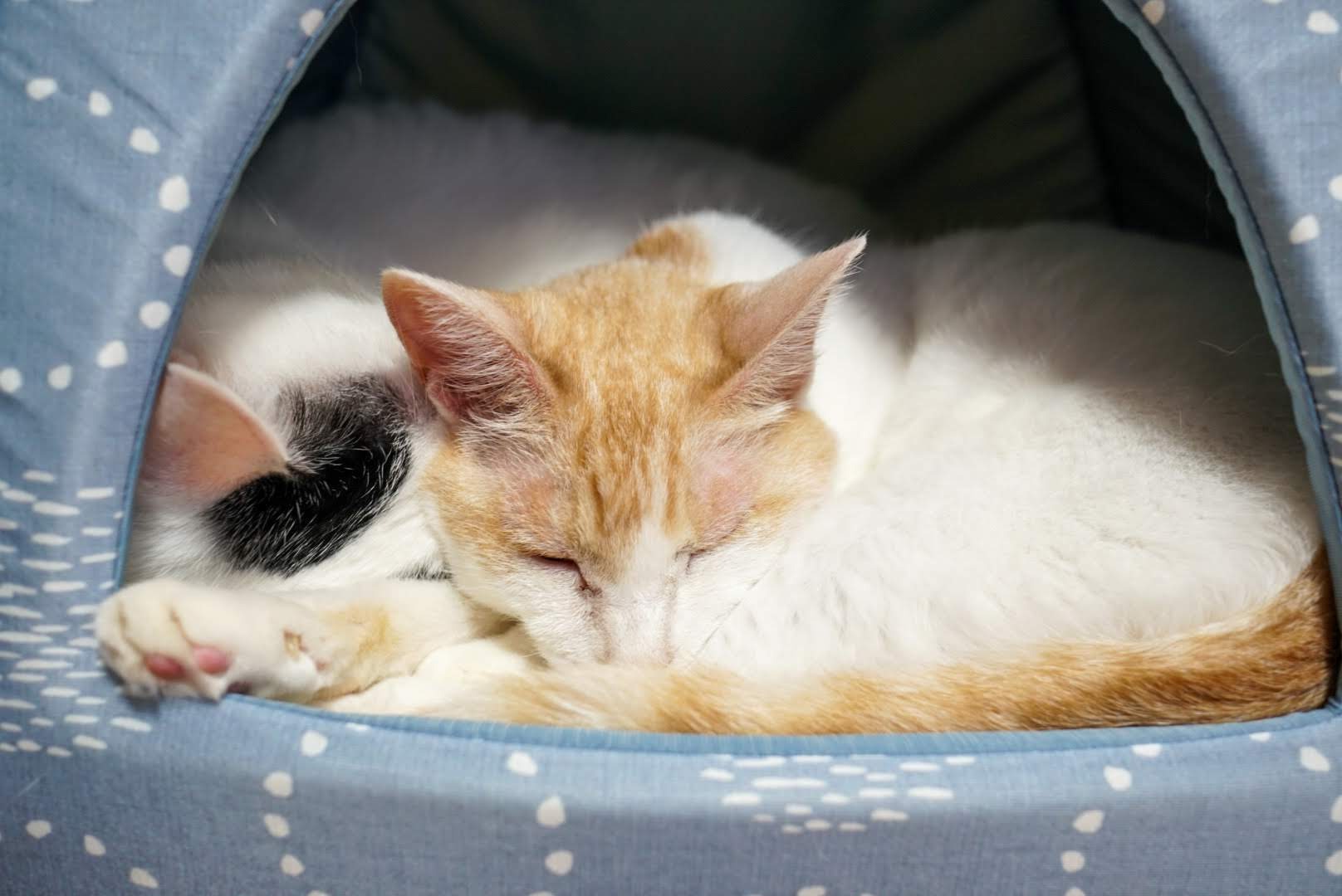 ひんやりネコベッドで密着して眠るチャコとサスケ